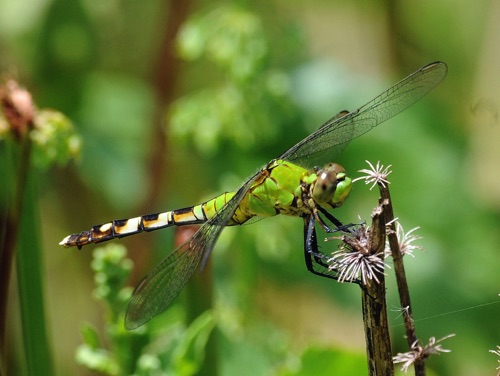 Female
2009_06_06_Floyd